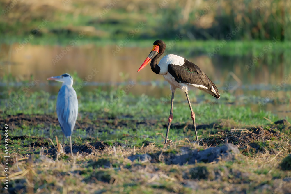 Obraz premium The saddle-billed stork or saddlebill (Ephippiorhynchus senegalensis) is a large wading bird in the stork family, Ciconiidae