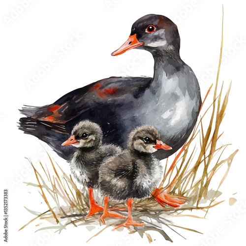 A watercolor vector painting of a mother moorhen with her kid, isolated on a white background. Mother moorhen vector.

