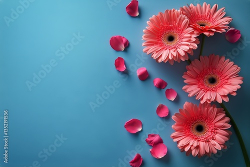 Bright Pink Gerbera Daisies With Petals Arranged on a Blue Background