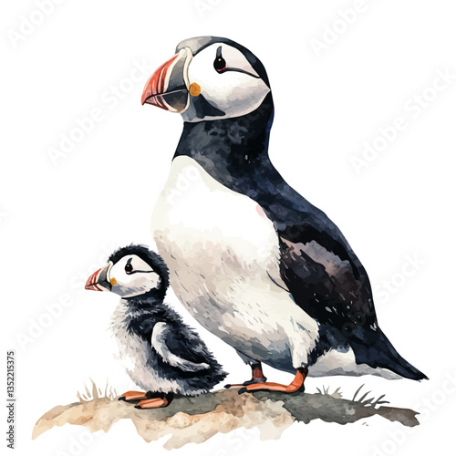 A watercolor vector painting of a mother puffin with her kid, isolated on a white background. Mother puffin vector.

