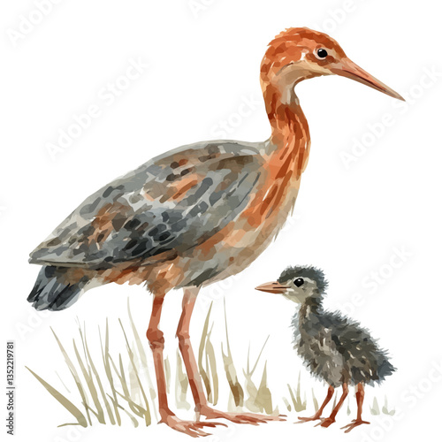 A watercolor vector painting of a mother rail with her kid, isolated on a white background. Mother rail vector.

