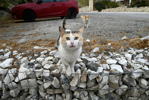 Fototapeta Naklejka Na Ścianę i Meble -  Different cretan street cats, Greece, Europe