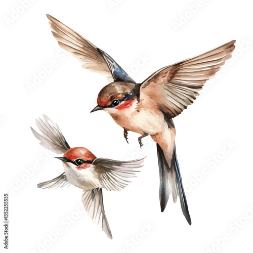 A watercolor vector painting of a mother swift with her kid, isolated on a white background. Mother swift vector.

