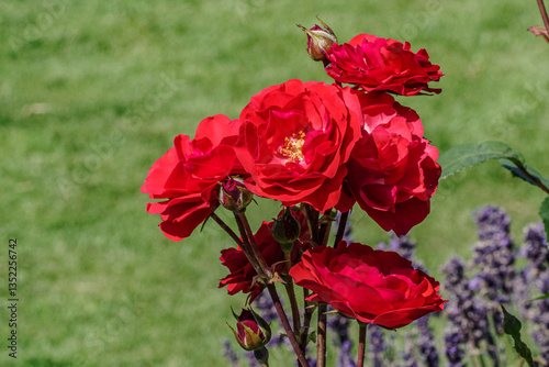 Close-up of Vibrant Red Rose Flowers