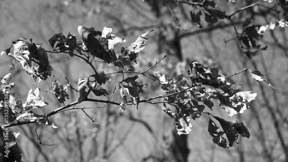Black and white fall winter leaves blowing in the wind on a tree branch in a forest during the day in slow motion.