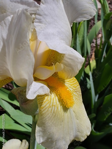 Macro view of a yellow iris flower in bloom