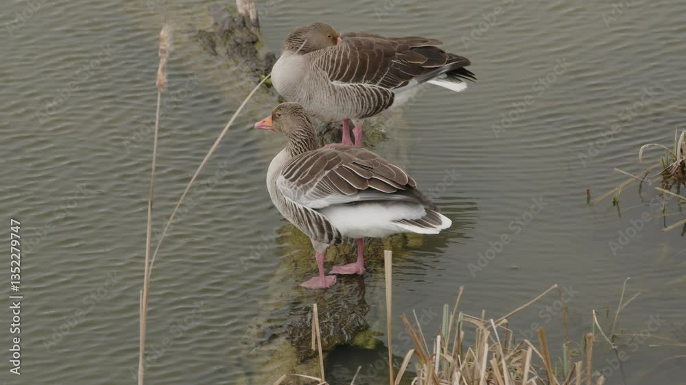 Two greylag geese standing on a log in a calm water body, surrounded by reeds and grass.