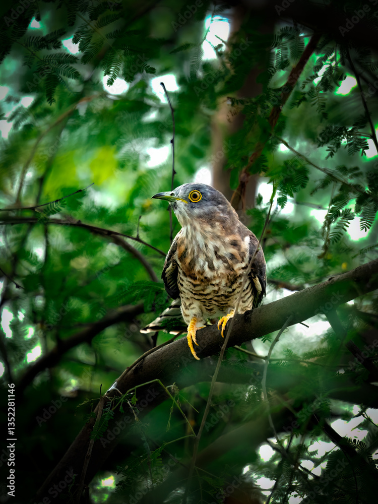 Common Hawk Cuckoo actively looking a prey while sitting inside a tree during a hot morning in bharatpur rajasthan Common Hawk Cuckoo actively looking a prey while sitting inside a tree during a hot morning in bharatpur rajasthan