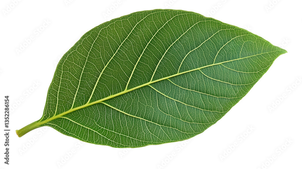 Closeup View of a Vibrant Green Leaf Closeup View of a Vibrant Green Leaf
