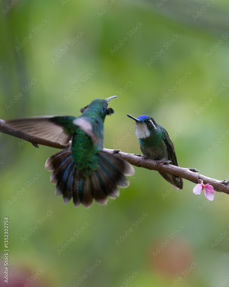 Fototapeta premium White-throated Mountain-gem perched