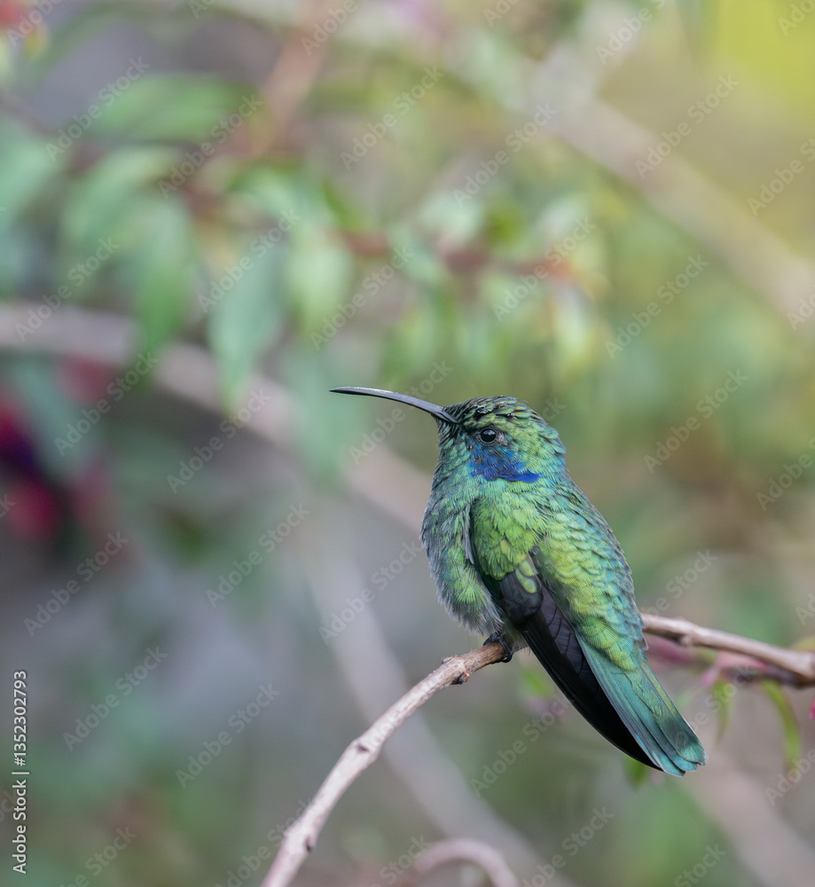 Fototapeta premium Lesser Violetear Hummingbird perched
