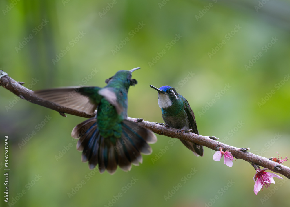 Obraz premium White-throated Mountain-gem perched