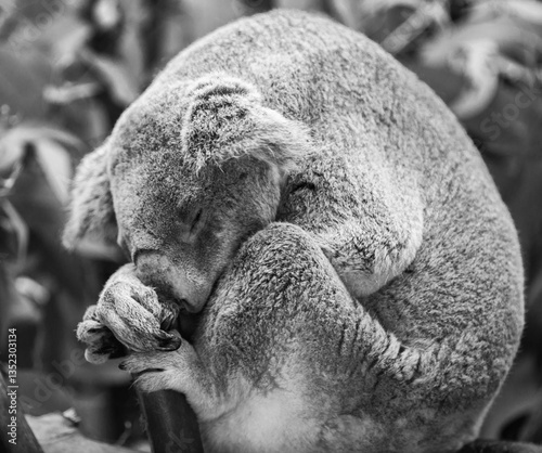 Photography Koala sleeping