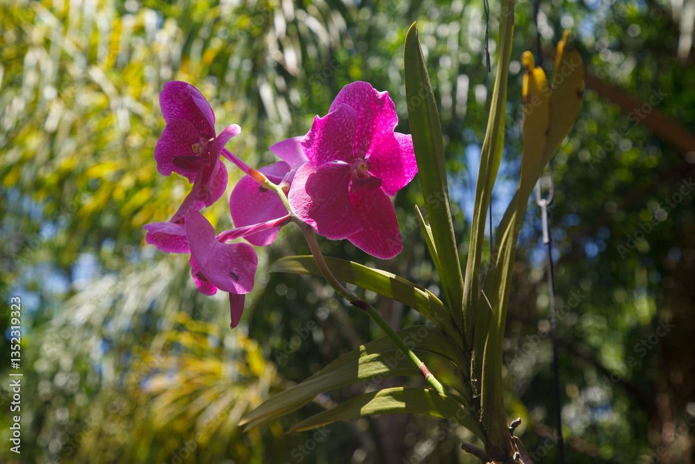 Vandario, orchidary garden in, Inhotim, Minas Gerais, Brazil.