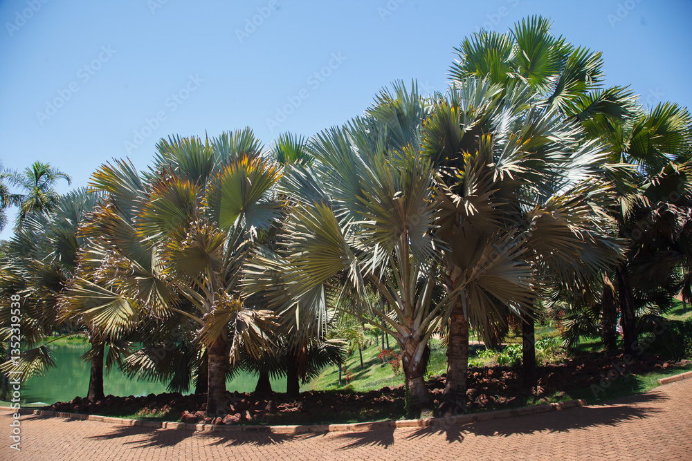 Exotic Bismarckia nobilis trees in Inhotim, Minas Gerais, Brazil.
