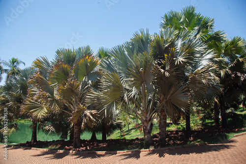 Obraz na płótnie Exotic Bismarckia nobilis trees in Inhotim, Minas Gerais, Brazil. w salonie