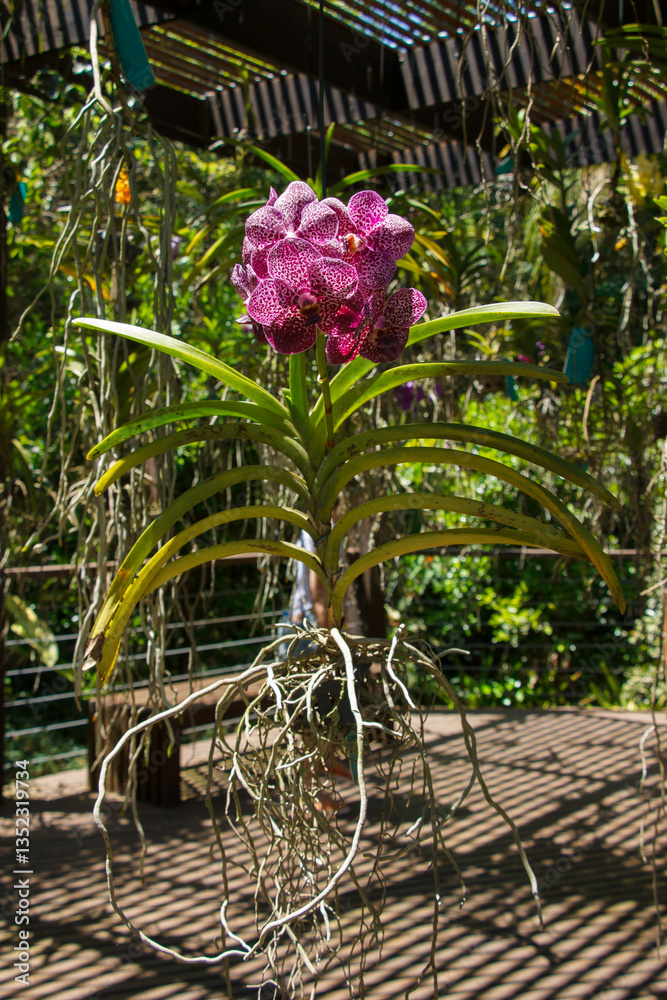 Vandario, orchidary garden in, Inhotim, Minas Gerais, Brazil.