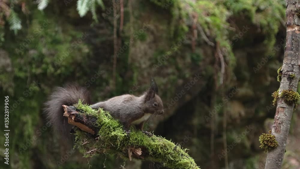 Squirrel (Sciurus vulgaris) Scoiattolo Squirrel (Sciurus vulgaris) Scoiattolo