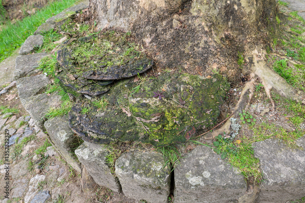 Obraz premium old tree mushroom, fungi, fungus, tree, moss, plant, wood, forest, bark, green, trunk, texture, root, brown, wildlife, nature, old, grass, leaf, roots, branch, trees, natural, travel, landscape, park,
