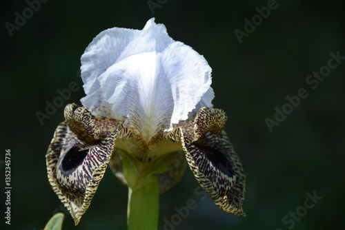 Iris bismarckiana