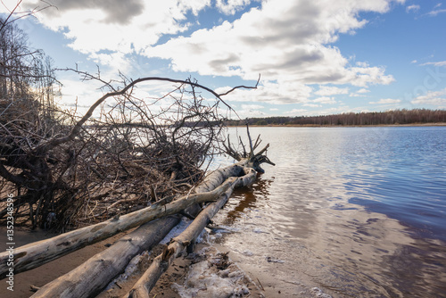 
dry tree branches and roots at the water's edge.