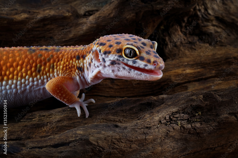 Fat-tailed gecko isolated on white, leopard gecko lizard, Eublepharis macularius
