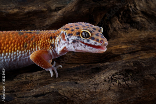 Obraz na płótnie Fat-tailed gecko isolated on white, leopard gecko lizard, Eublepharis macularius w salonie
