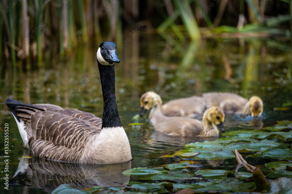 Obraz premium Canada goose family with one adult bird and three goslings swimming on a pond with reeds and lily pads. Canada geese (Branta canadensis) in Kent, UK.