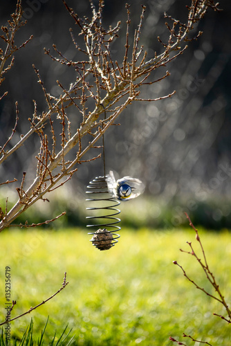 Mésange bleue s'envolant après avoir picoré une boule de graisse dans une suspension en spirale accrochée à un arbre au printemps