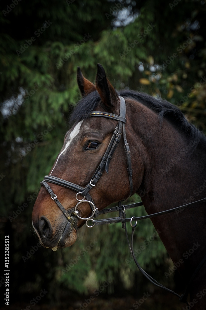 Fototapeta premium Portret konia na tle lasu