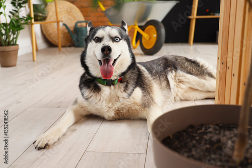 Cute husky dog near wooden ...