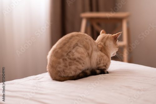 A snow-colored Bengal cat sits on the edge of the bed in the bedroom. Pet. My favorite