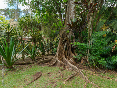 Tropischer Garten mit üppigem Grün und großen Baumwurzeln
 photo