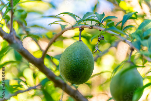 Green fruits hanging on Crescentia cujete or calabash tree in tropical Caribbean garden
