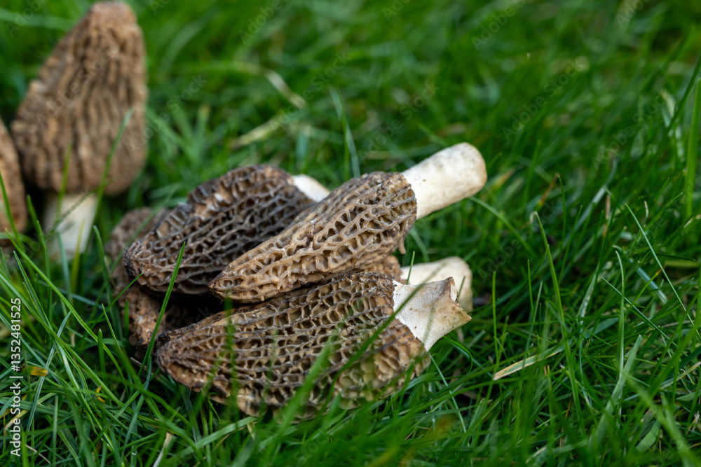 Obraz premium Growing wild spring mushrooms morchellas or true morels edible sac fungi for gourmet cooks, in Catalan and French cuisine, in green grass, harvest on morels in spring