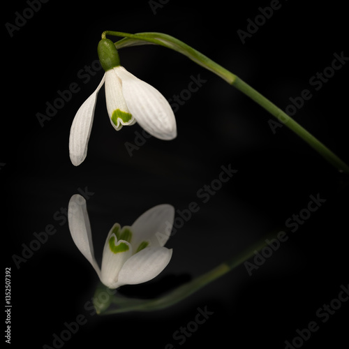 Snowdrop on a black background with reflection in the water