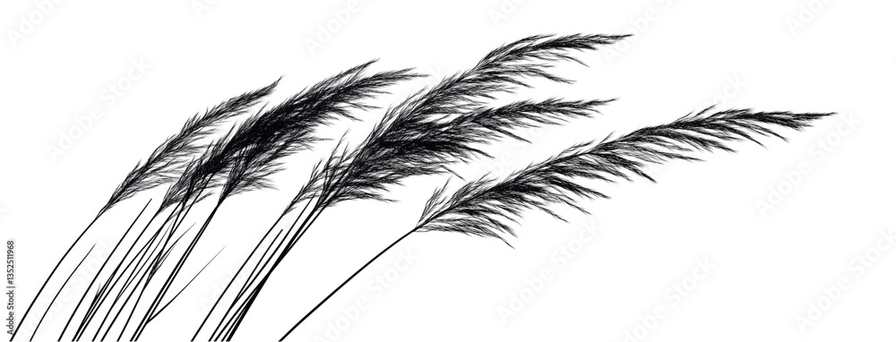 Obraz premium Black and White Silhouette of Tall Grass Isolated on Transparent Background