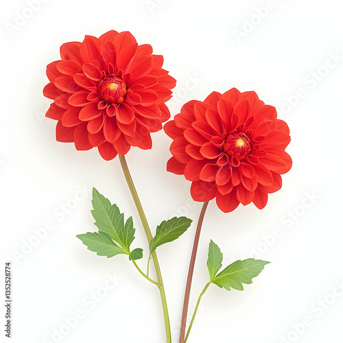Two vibrant red dahlias on white background, perfect for floral designs or greeting cards