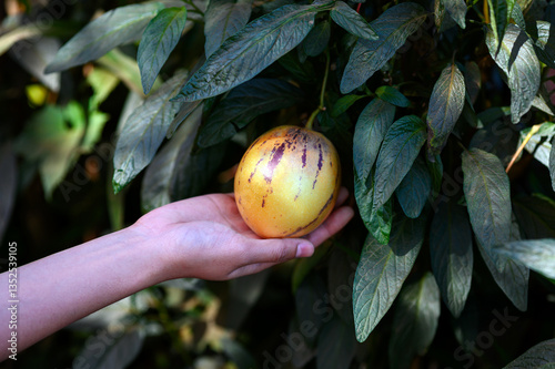 Close-up of a hand holding an ripe yellow pepino melon (Solanum muricatum) on a vine. The fruit has a greenish skin with purple streaks. The plant is growing in a natural garden setting.