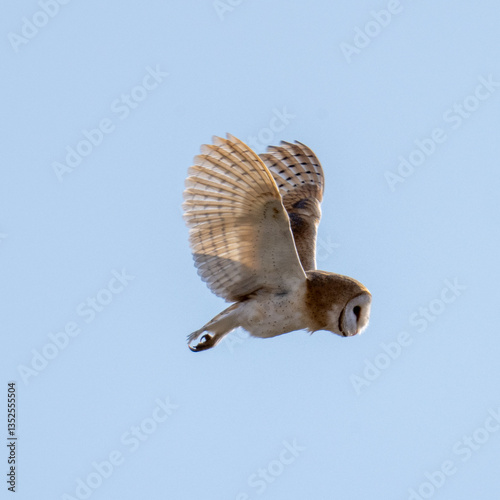 Barn Owl (Tyto alba) in flight on a sunny afternoon