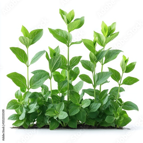 Lush Green Plants, Vibrant Foliage, Fresh Greenery, Isolated on White Background