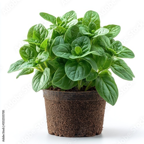 Vibrant Green Oregano Plant in a Brown Pot