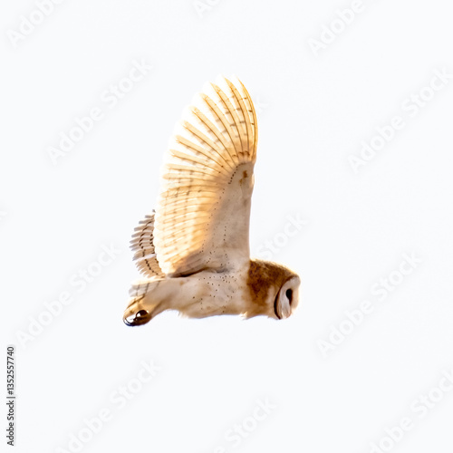 Barn Owl (Tyto alba) in flight on a sunny afternoon