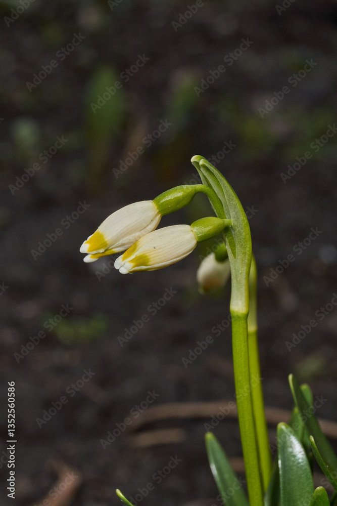 Fototapeta premium Spring snowflake (lat. Leucojum vernum) is blooming. Spring snowflake is a plant species of the genus Spring snowflake of the Amaryllis family (Amaryllidaceae).