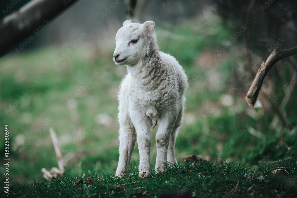 lamb on a meadow lamb on a meadow