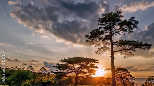 Trees in a field, dramatic style, in shades of orange and blue, representing sunset
