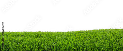 meadow green grass isolated on white background