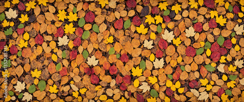 autumn leaves flat lay patt...