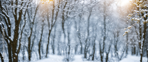 serene winter forest with f...