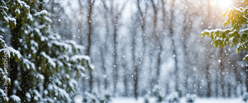serene winter forest with f...